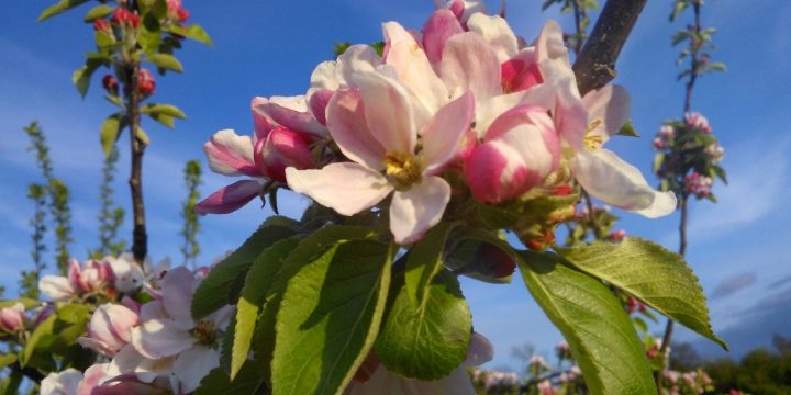 abundant apple blossom