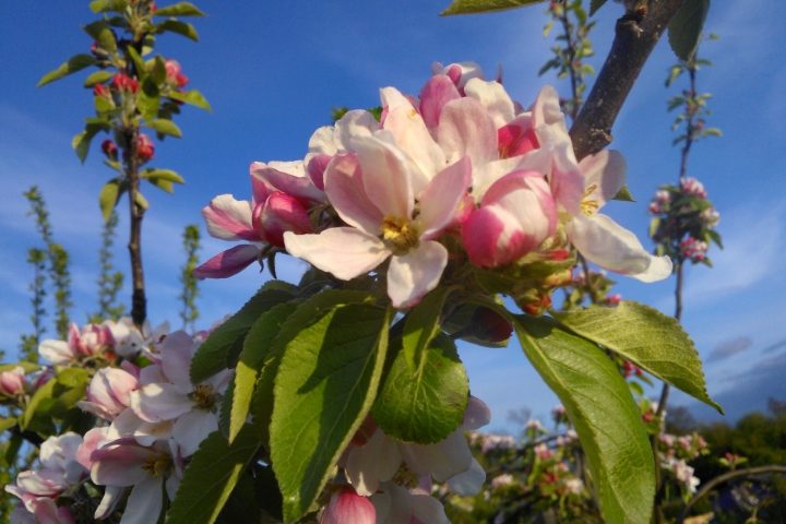 abundant apple blossom